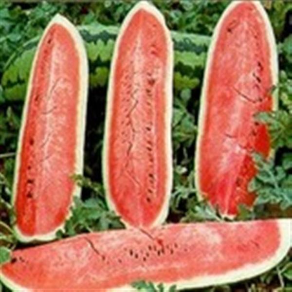 Jubilee Watermelon 10 seeds